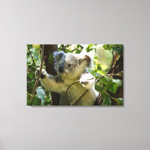 Verbazingwekkend schattige baby koala in een boom canvas afdruk