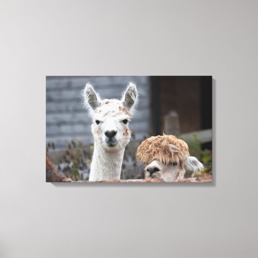 Verbazingwekkende alpacasekuaddieren canvas afdruk (Voorkant)