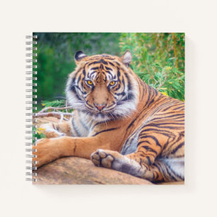 Verbazingwekkende Foto van Liggende Tijger Notitieboek