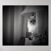 Verbazingwekkende kat, poster (Voorkant)