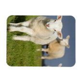 Verbazingwekkende lamp magneet (Horizontaal)