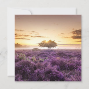 Verbazingwekkende zonsopgang enkele boom & paarse feestdagenkaart