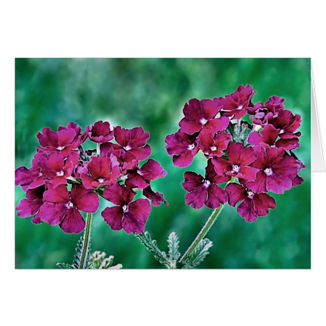 Verbena (Devant horizontal)