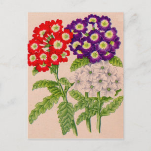 verbena bloemen in rood en paars briefkaart
