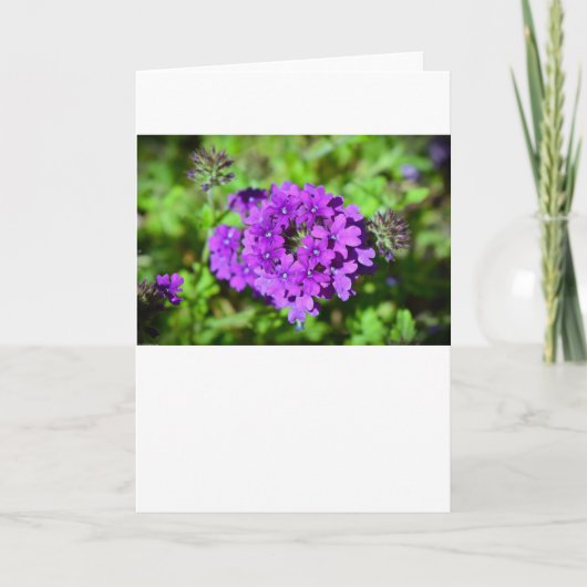 Verbena, carte (Devant)