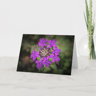 Verbena, carte