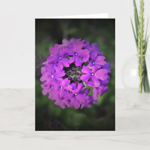 Verbena, carte