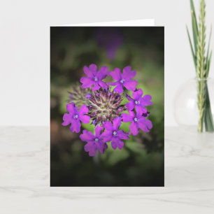 Verbena, carte
