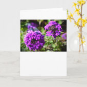 Verbena, carte (Fleur jaune)