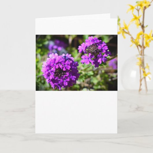 Verbena, carte (Fleur jaune)