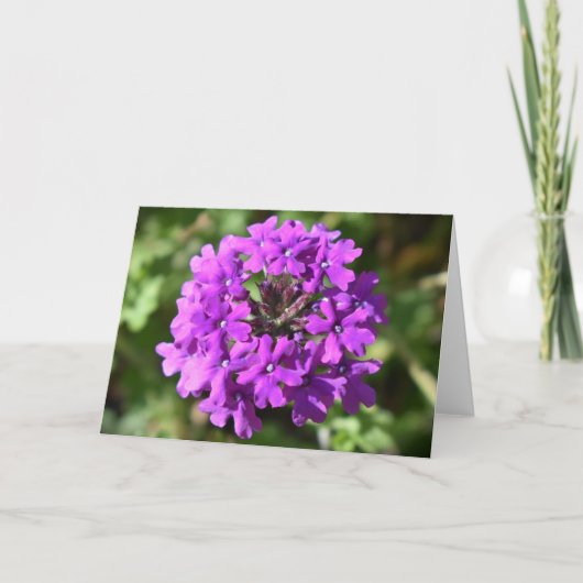 Verbena, kaart (Voorkant)