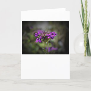 Verbena, kaart