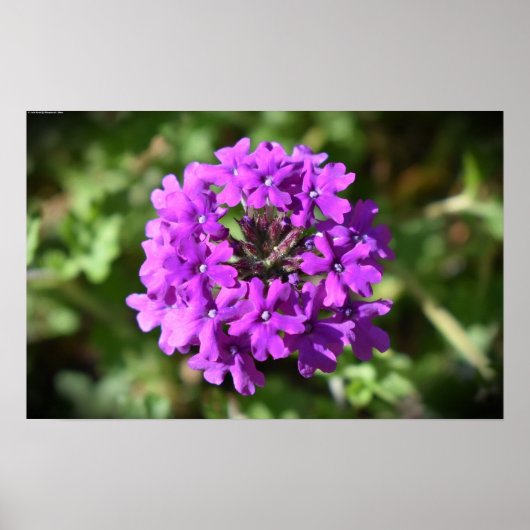 Verbena Poster (Voorkant)