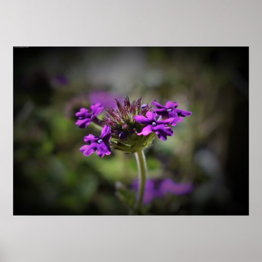 Verbena Poster (Voorkant)