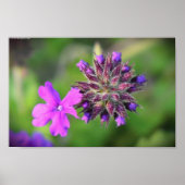 Verbena Poster (Voorkant)
