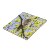 Verblote Uil Springtime Tegeltje (Zijkant)