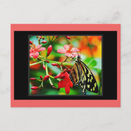 Verbluffend Butterfly Postcrossing Briefkaart
