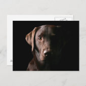 Verbluffend chocolaatlabrador briefkaart (Voorkant / Achterkant)