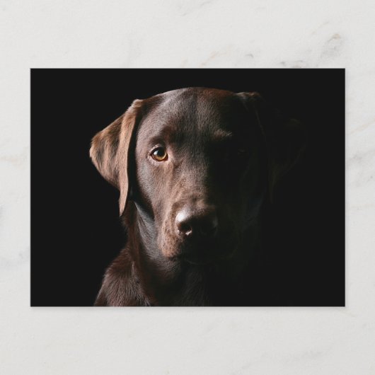 Verbluffend chocolaatlabrador briefkaart (Voorkant)