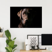 Verbluffend chocolaatlabrador poster (Thuiskantoor)