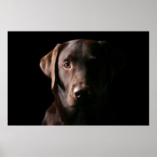 Verbluffend chocolaatlabrador poster