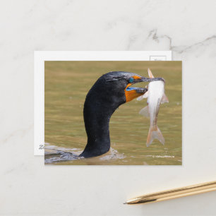 Verbluffend dubbelCrested Cormorant Bird met Fish Briefkaart