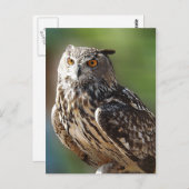 Verbluffend Eagle Owl met Oranje ogen Briefkaart (Voorkant / Achterkant)