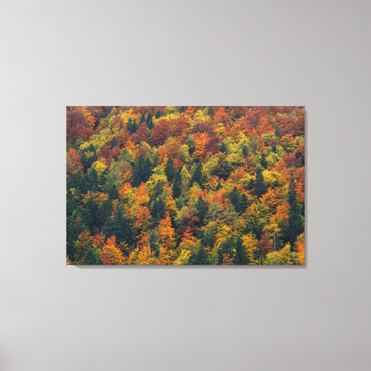Verbluffend herfstbos canvas afdruk (Voorkant)