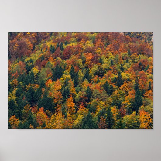 Verbluffend herfstbos poster (Voorkant)