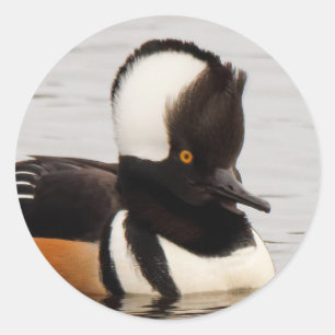 Verbluffend Merganser Duck op de Pond Ronde Sticker
