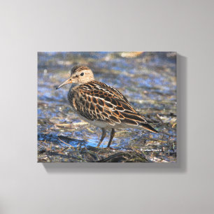 Verbluffend pectoraal Sandpiper Shorebird op stran Canvas Afdruk