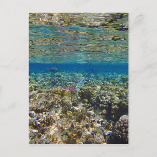 verbluffend rood zee briefkaart