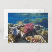 verbluffend rood zee briefkaart (Voorkant / Achterkant)