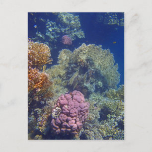 verbluffend rood zee briefkaart