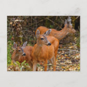 Verbluffend Trio van Blacktail Deer in het bos Briefkaart (Voorkant)
