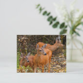 Verbluffend Trio van Blacktail Deer in het bos Briefkaart (Staand voorkant)