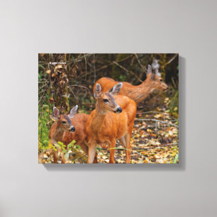 Verbluffend Trio van Blacktail Deer in het bos Canvas Afdruk