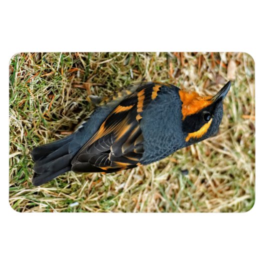 Verbluffend variabel spruitje op het gazon magneet (Horizontaal)