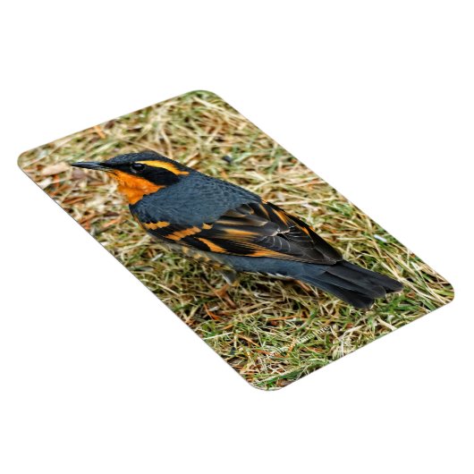 Verbluffend variabel spruitje op het gazon magneet (Rechterzijde)