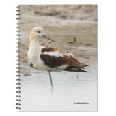 Verbluffende Amerikaanse antivocetenvogel bij het Notitieboek (Voorkant)