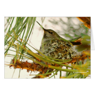Verbluffende Anna's Hummingbird Mam op Nest