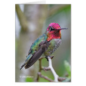 Verbluffende Anna's Hummingbird op de groet van de (Voorkant)