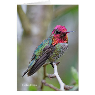 Verbluffende Anna's Hummingbird op de groet van de
