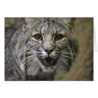 Verbluffende Bobcat-kaart
