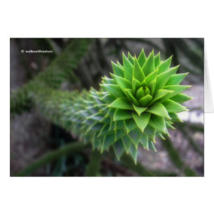 Verbluffende Chileense Pine Monkey Puzzle Tree