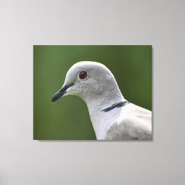 Verbluffende Collared Dove Canvas Afdruk