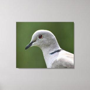 Verbluffende Collared Dove Canvas Afdruk