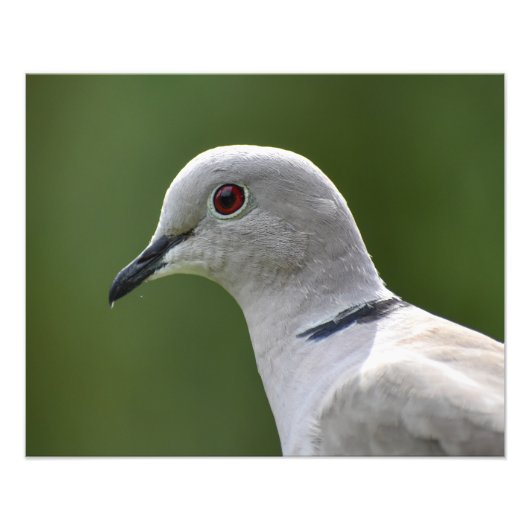 Verbluffende Collared Dove Foto Afdruk (Voorkant)