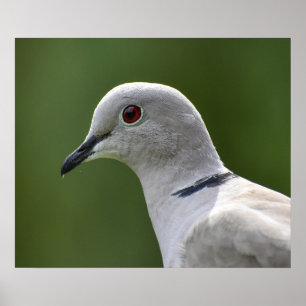 Verbluffende Collared Dove Poster