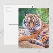 Verbluffende foto van tijger briefkaart (Voorkant / Achterkant)